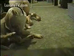 Amateur white women widening her legs wide so the dog can fuck her